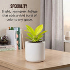Philodendron Moonshine Plant Sapling (1pc)