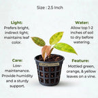 Philodendron Orange Marmalade Plant Sapling(1Pc)