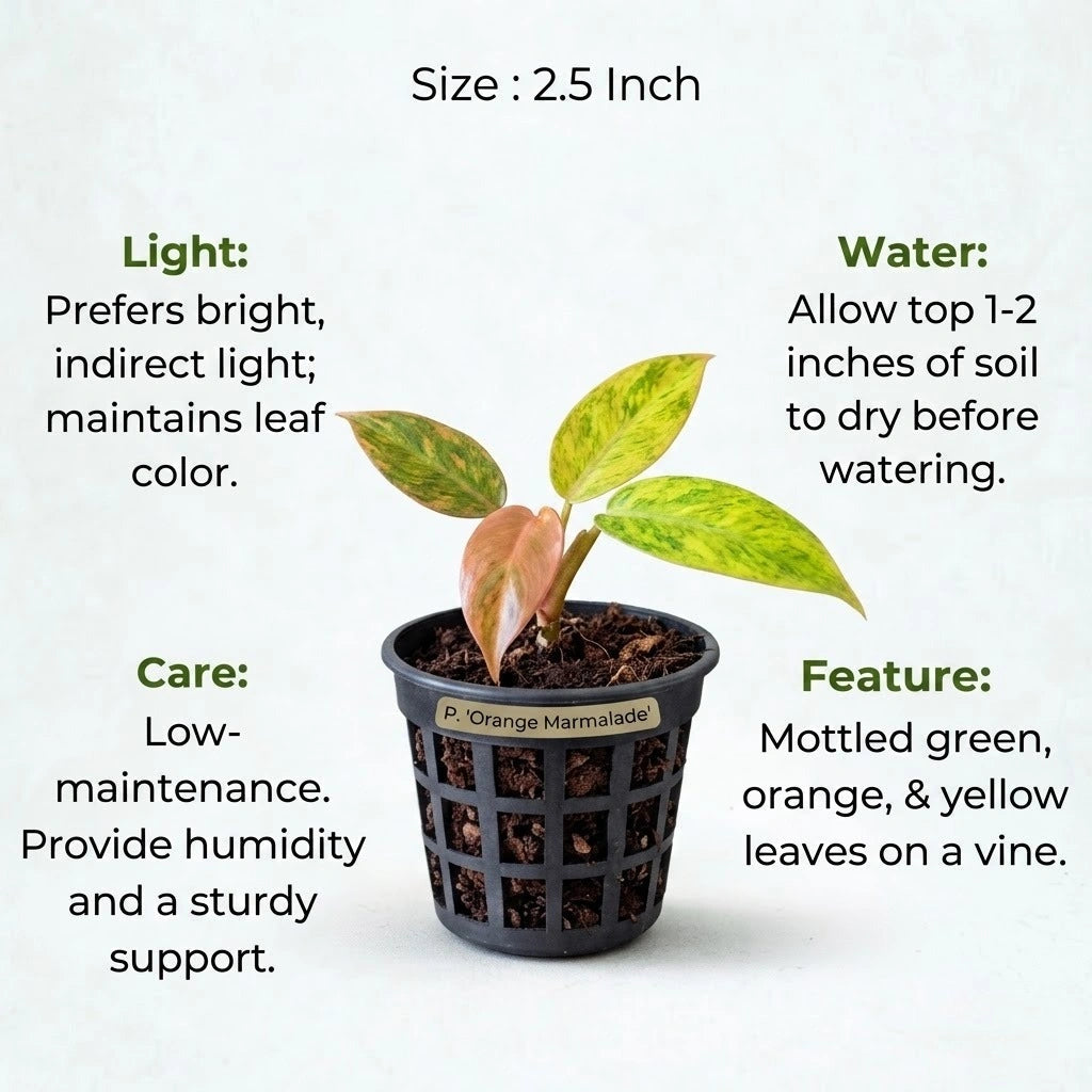 Philodendron Orange Marmalade Plant Sapling(1Pc)