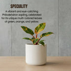 Philodendron Orange Marmalade Plant Sapling(1Pc)