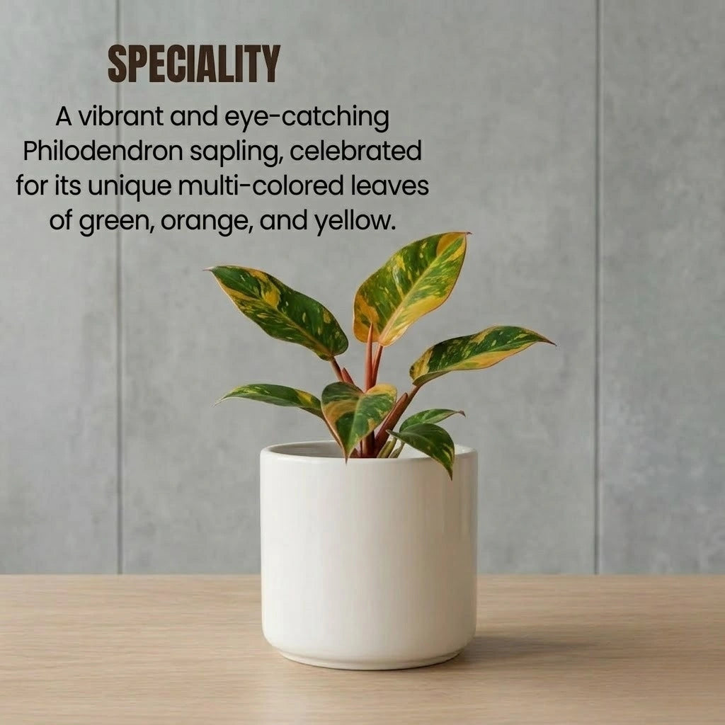 Philodendron Orange Marmalade Plant Sapling(1Pc)