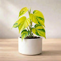 Philodendron Oxycardium Green Plant Sapling (1pc)
