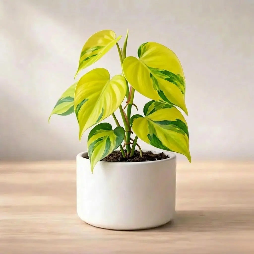 Philodendron Oxycardium Green Plant Sapling (1pc)