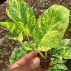 Philodendron Oxycardium Green Plant Sapling (1pc)