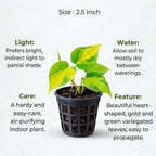 Philodendron Oxycardium Green Plant Sapling (1pc)