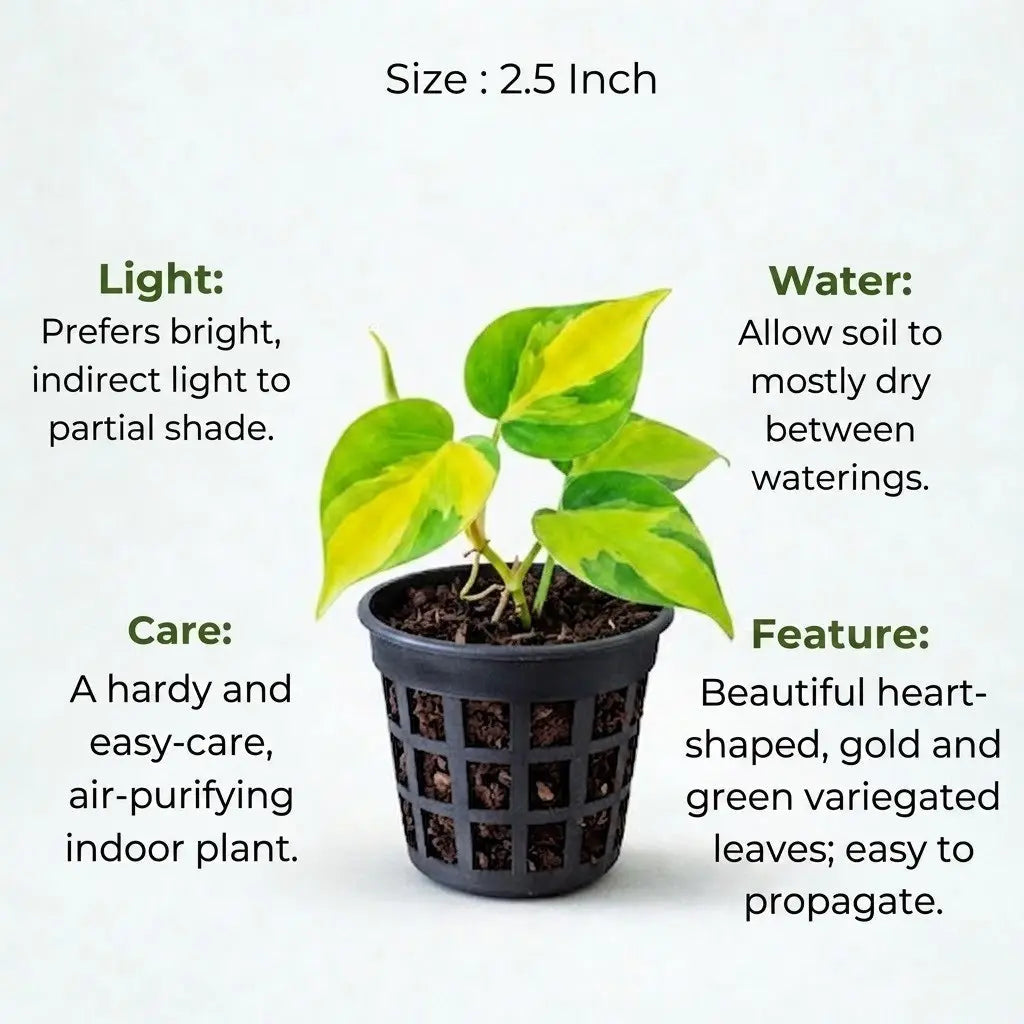 Philodendron Oxycardium Green Plant Sapling (1pc)