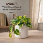 Philodendron Oxycardium Green Plant Sapling (1pc)