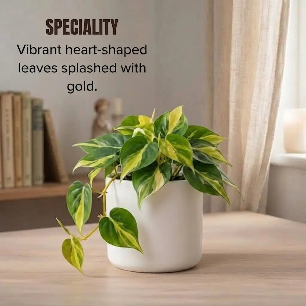 Philodendron Oxycardium Green Plant Sapling (1pc)