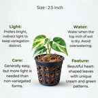Philodendron Oxycardium Variegated Plant Sapling (1pc)