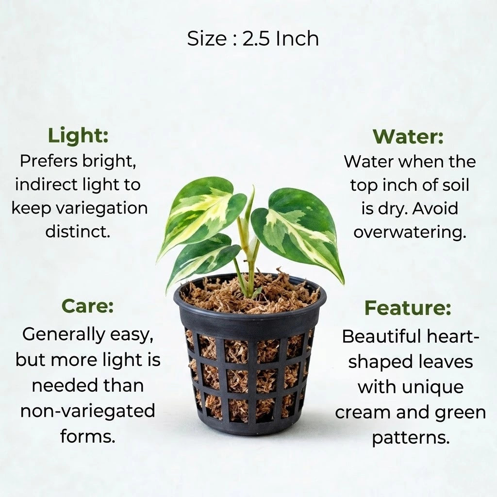 Philodendron Oxycardium Variegated Plant Sapling (1pc)
