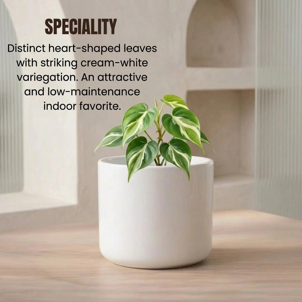 Philodendron Oxycardium Variegated Plant Sapling (1pc)