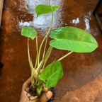 Philodendron Paraiso Verde Plant Sapling(1pc)