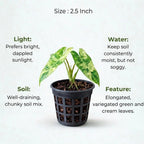 Philodendron Paraiso Verde Plant Sapling(1pc)