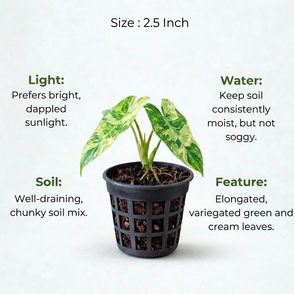 Philodendron Paraiso Verde Plant Sapling(1pc)
