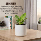 Philodendron Paraiso Verde Plant Sapling(1pc)