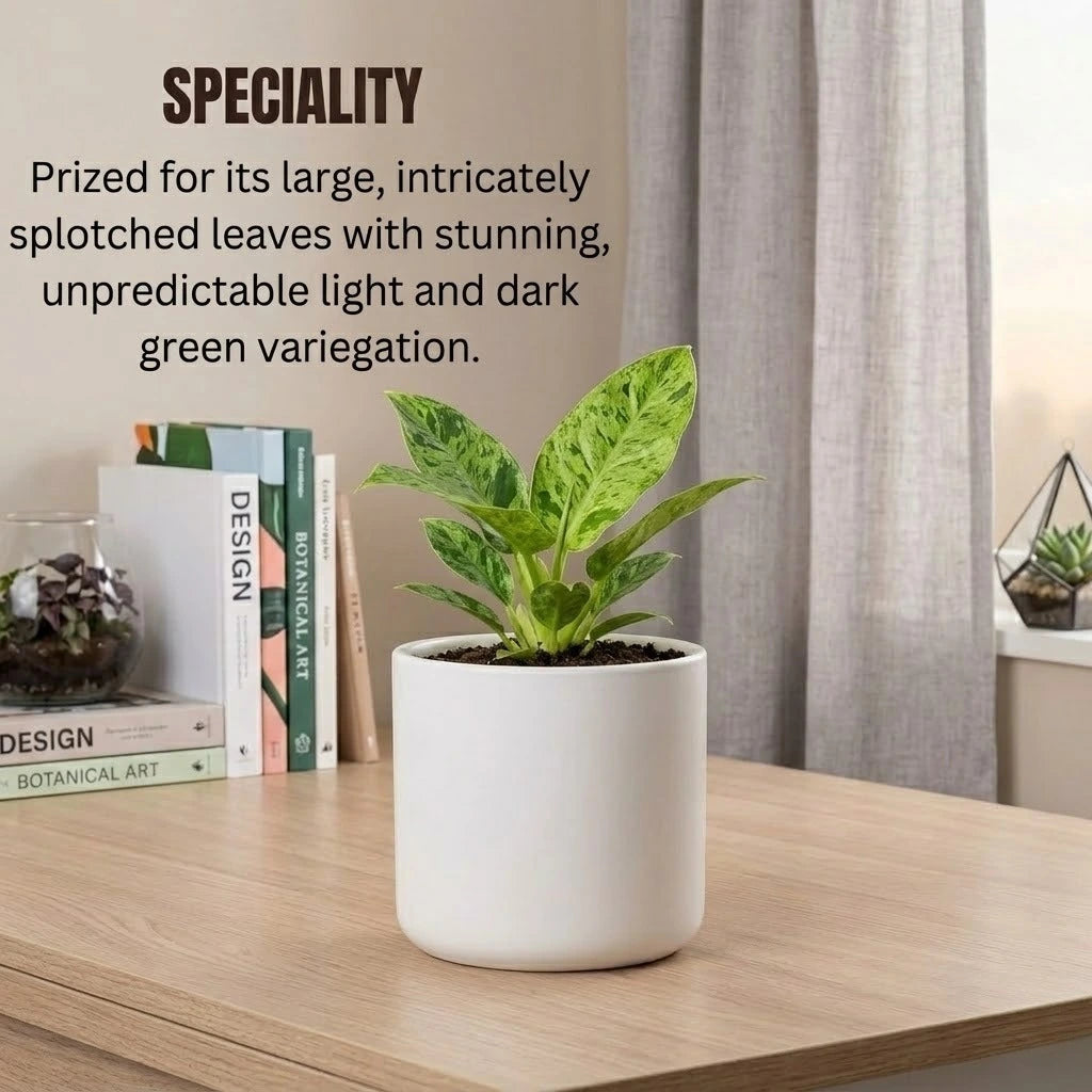 Philodendron Paraiso Verde Plant Sapling(1pc)