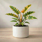 Philodendron Ring of Fire Plant Sapling (1Pc)