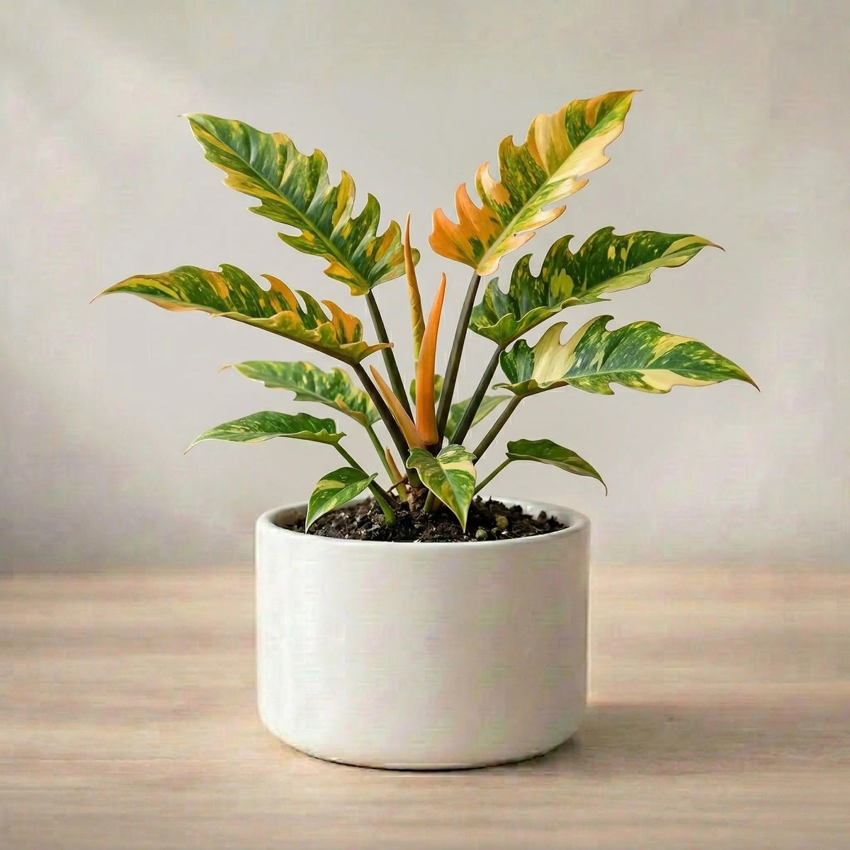 Philodendron Ring of Fire Plant Sapling (1Pc)