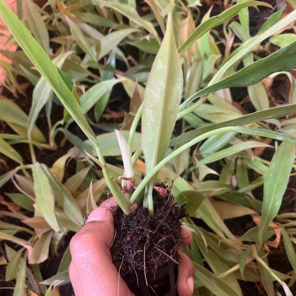 Philodendron Ring of Fire Plant Sapling (1Pc)