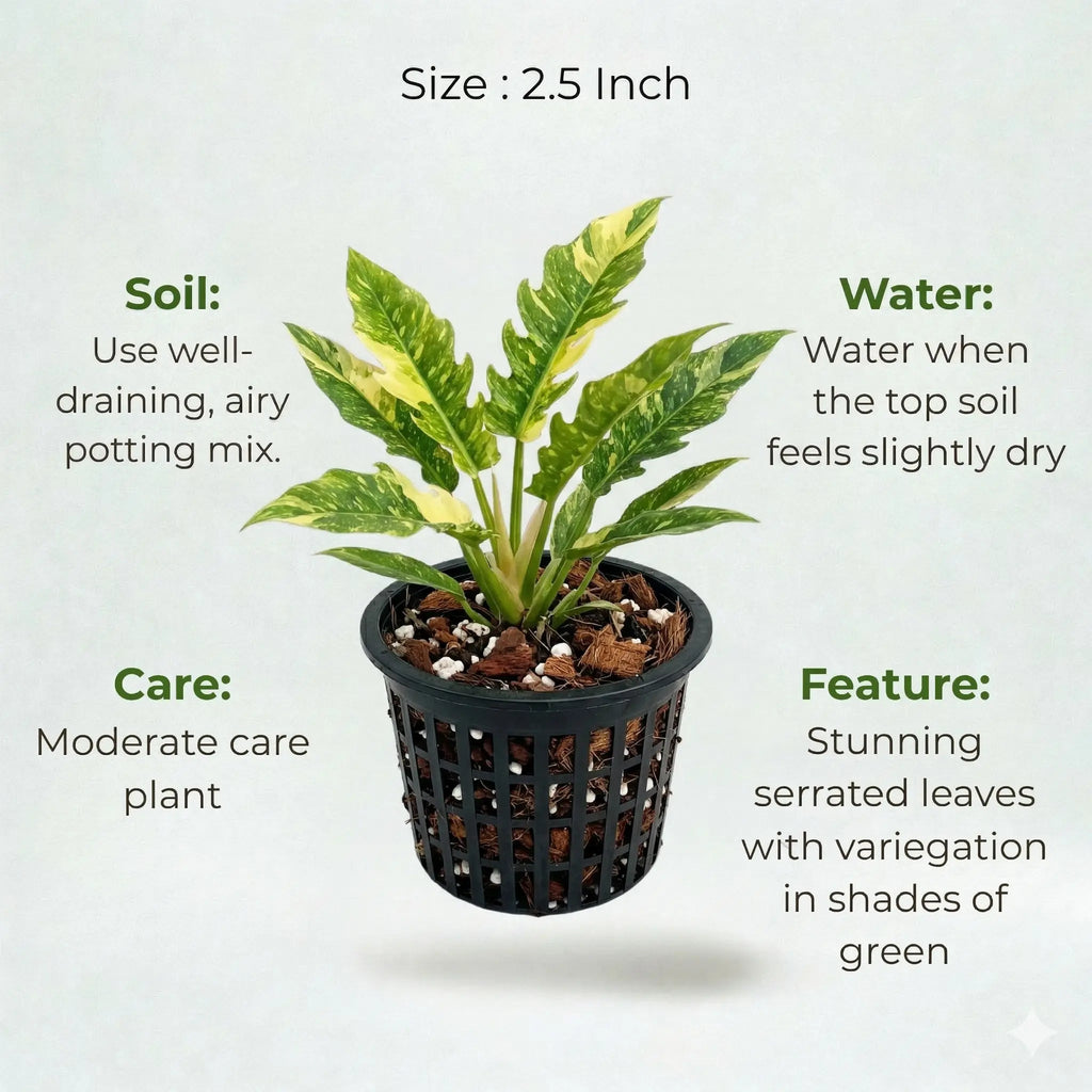 Philodendron Ring of Fire Plant Sapling (1Pc)