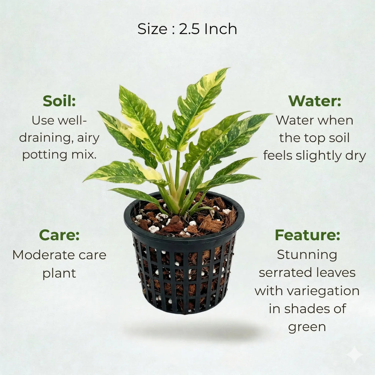 Philodendron Ring of Fire Plant Sapling (1Pc)
