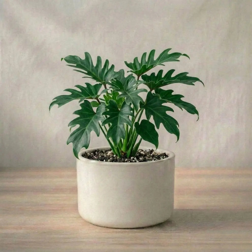 Philodendron Xanadu Plant Sapling (1pc)