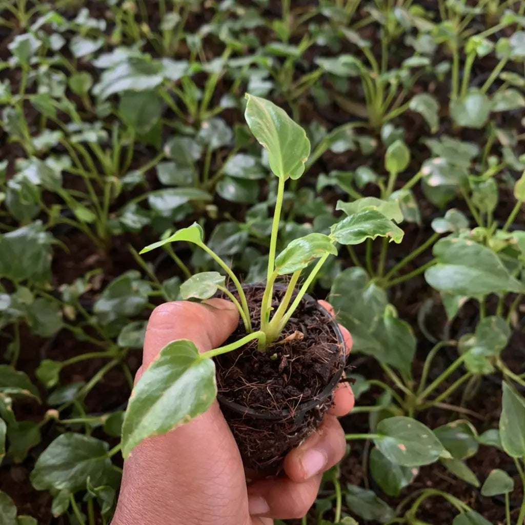 Philodendron Xanadu Plant Sapling (1pc)