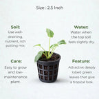 Philodendron Xanadu Plant Sapling (1pc)