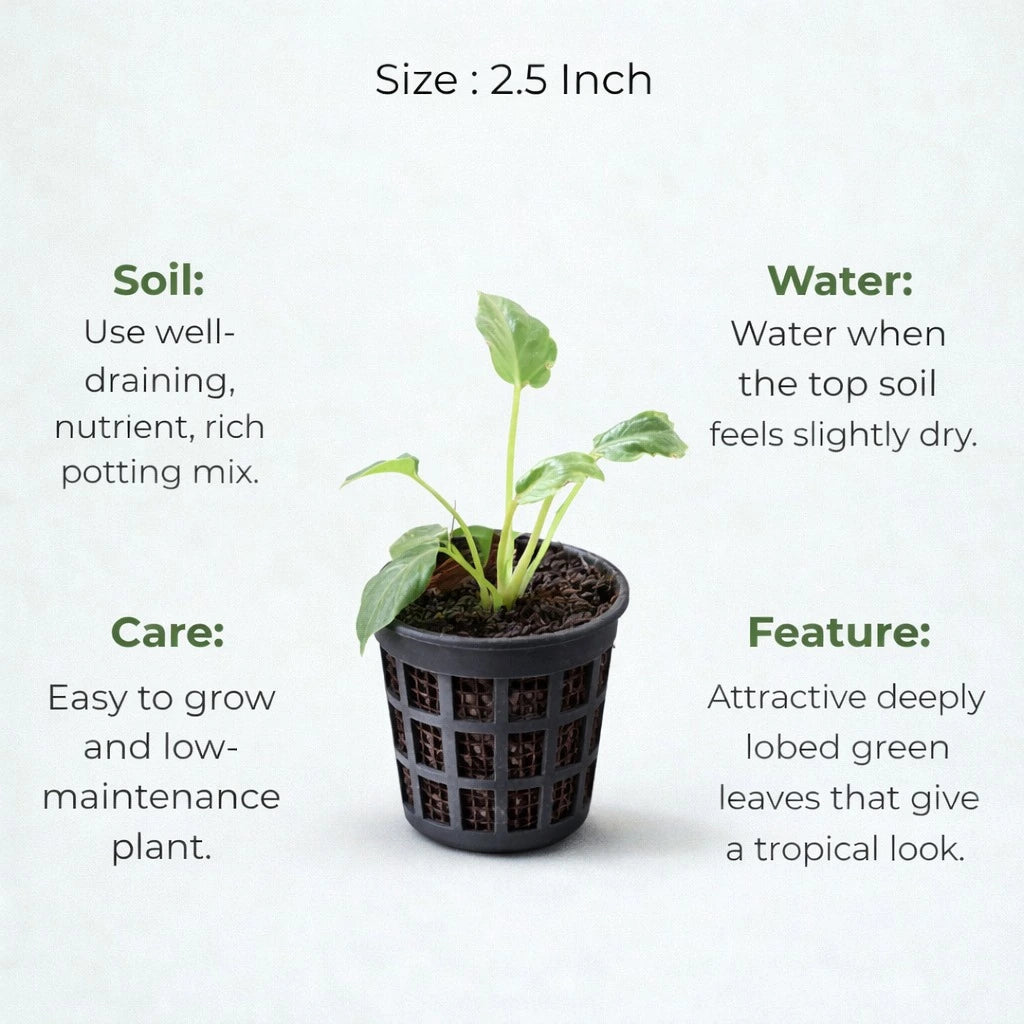 Philodendron Xanadu Plant Sapling (1pc)
