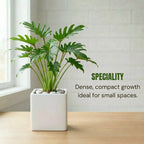 Philodendron Xanadu Plant Sapling (1pc)
