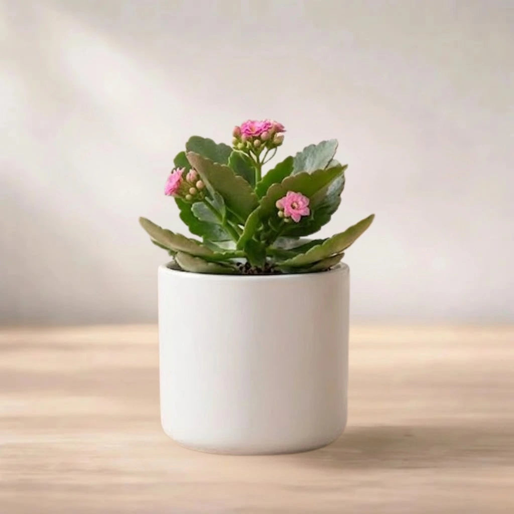 Pink Kalanchoe Succulent Sapling (1pc)