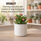 Pink Kalanchoe Succulent Sapling (1pc)