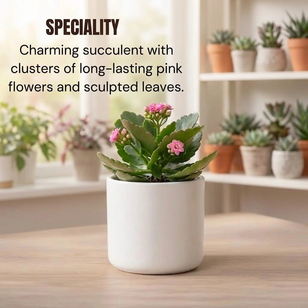 Pink Kalanchoe Succulent Sapling (1pc)