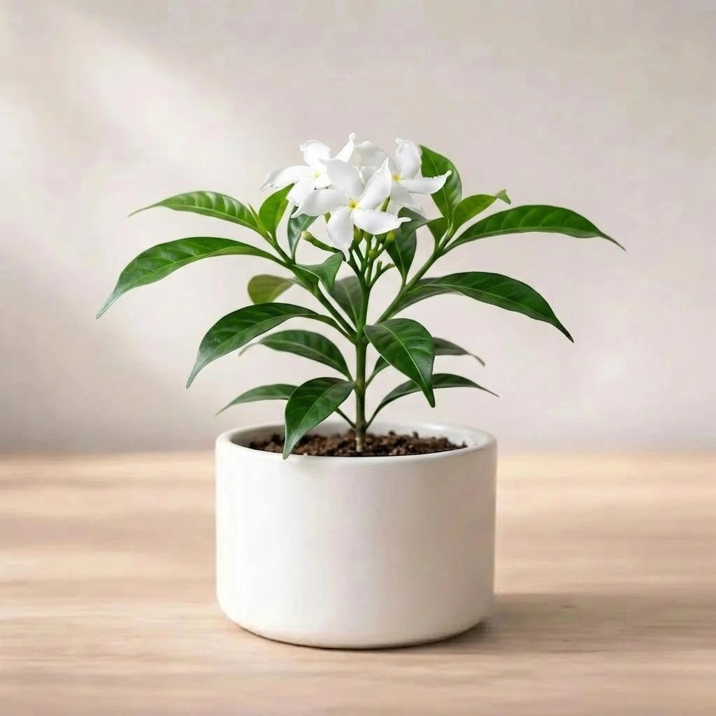 Pinwheel Flower Plant Sapling(1pc)