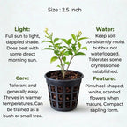 Pinwheel Flower Plant Sapling(1pc)