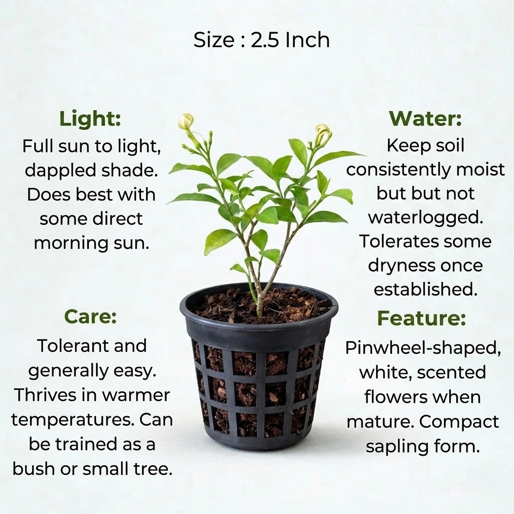 Pinwheel Flower Plant Sapling(1pc)