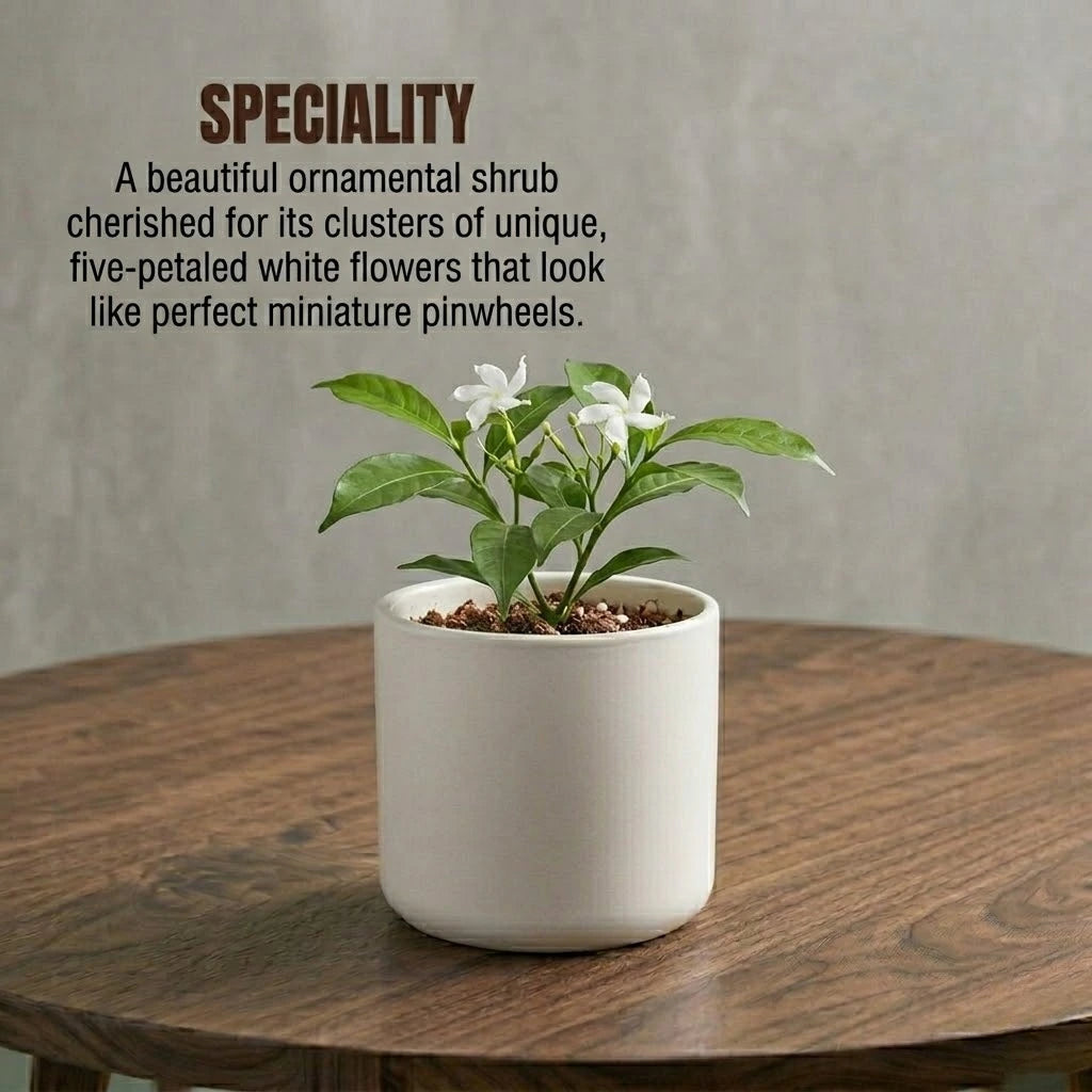 Pinwheel Flower Plant Sapling(1pc)