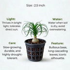 Ponytail Palm Sapling (1pc)