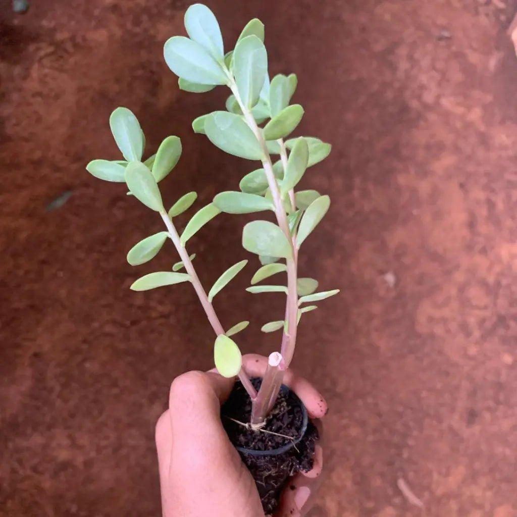 Portulaca Plant Sapling (1pc)