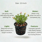 Portulaca Plant Sapling (1pc)