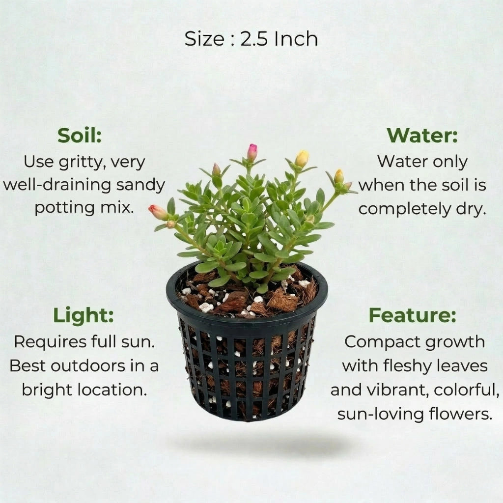 Portulaca Plant Sapling (1pc)