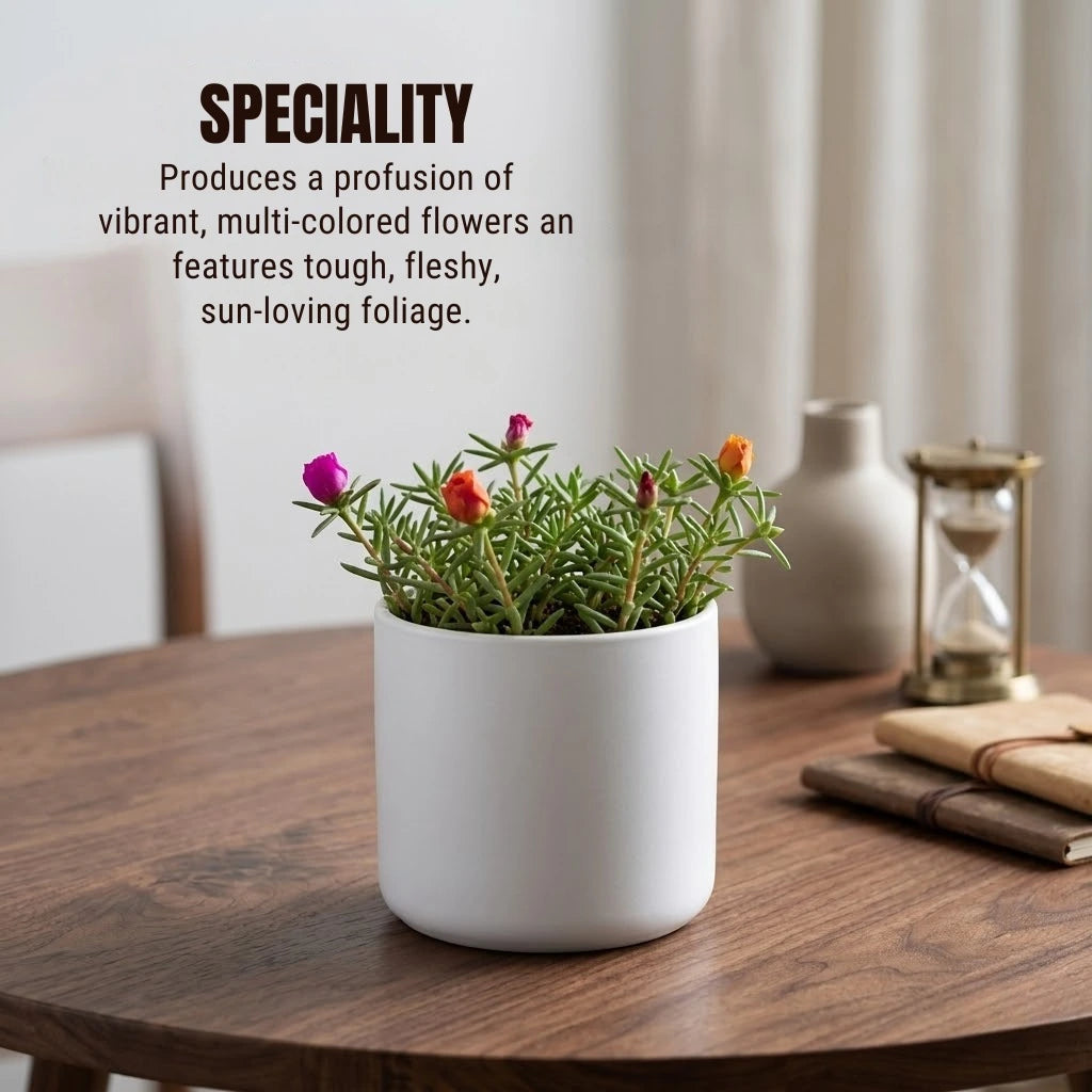 Portulaca Plant Sapling (1pc)
