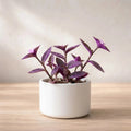 Purple Heart Plant Sapling (1pc)