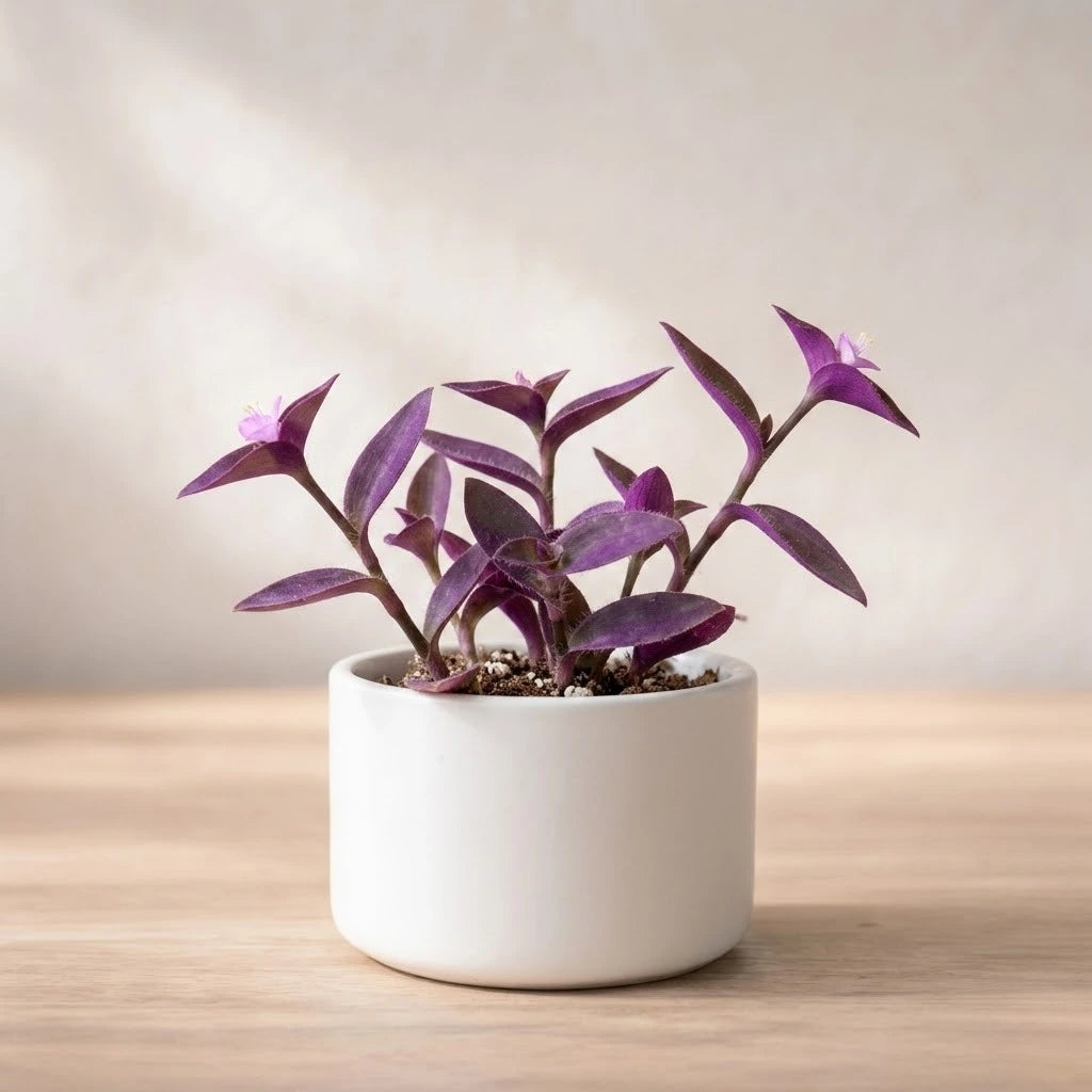 Purple Heart Plant Sapling (1pc)