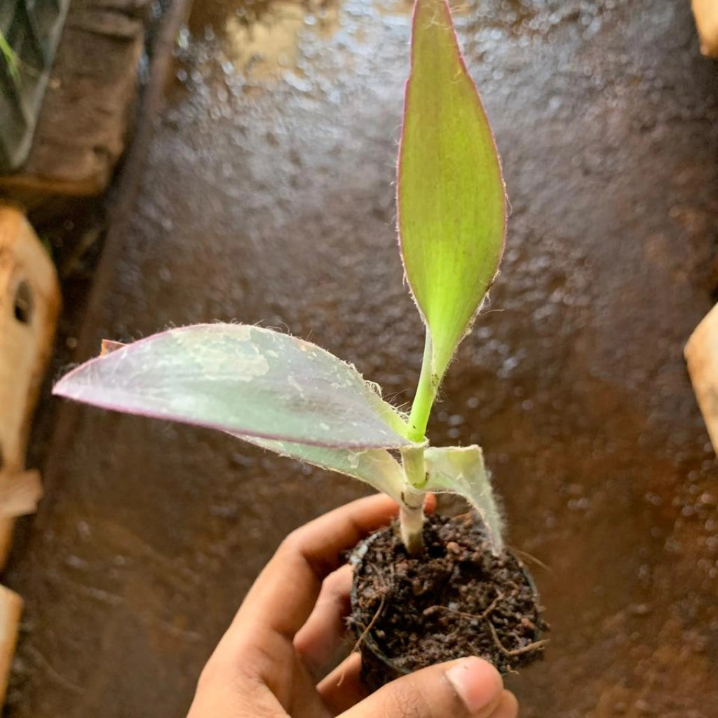 Purple Heart Plant Sapling (1pc)