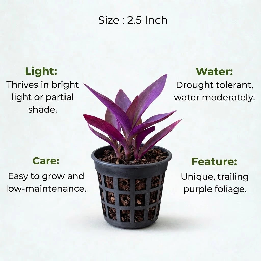 Purple Heart Plant Sapling (1pc)