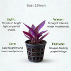 Purple Heart Plant Sapling (1pc)