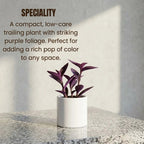 Purple Heart Plant Sapling (1pc)