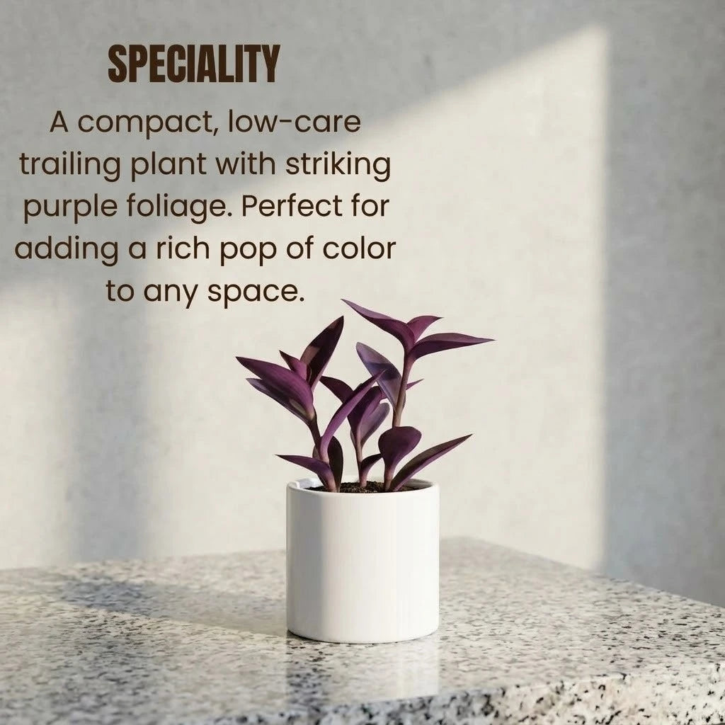 Purple Heart Plant Sapling (1pc)