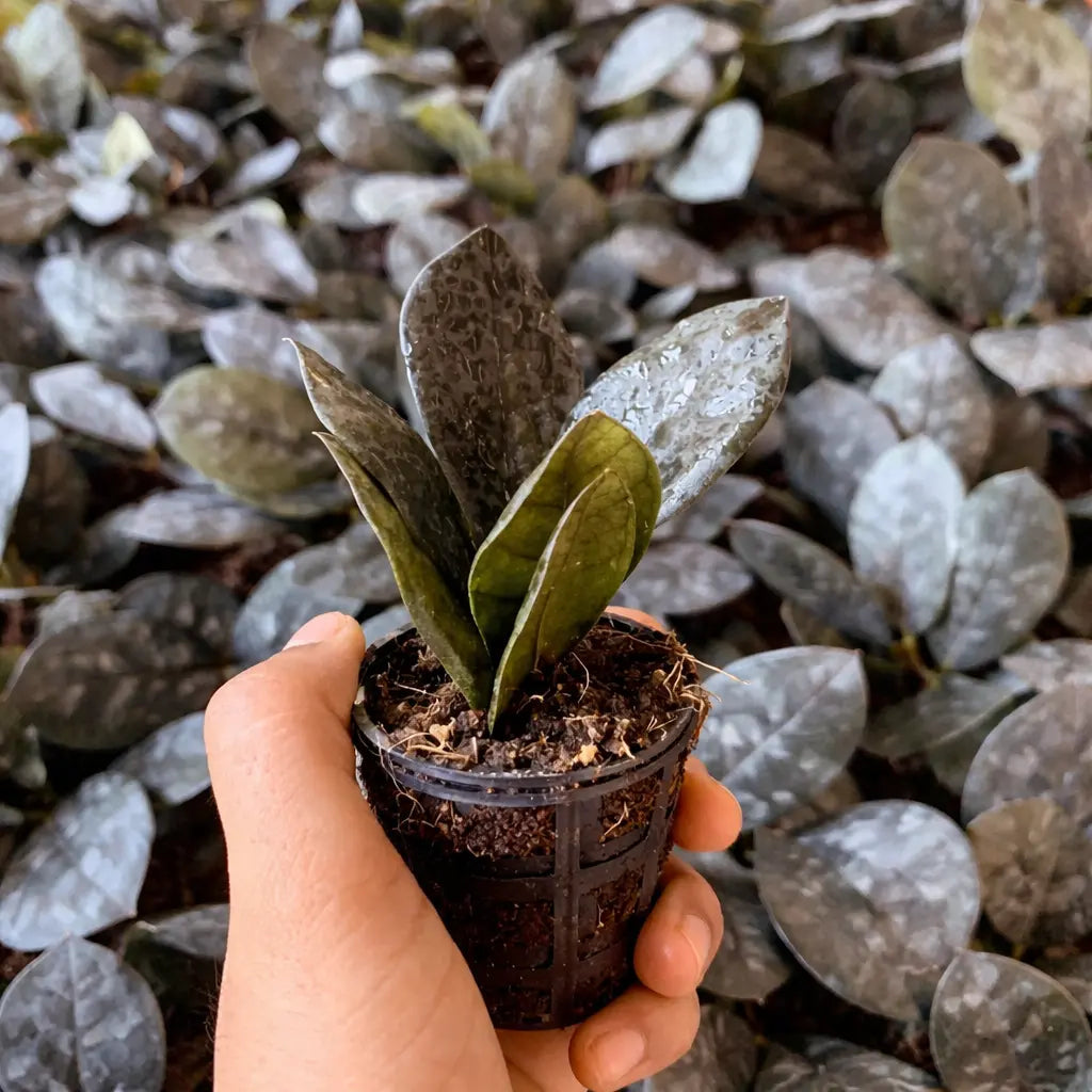 Rare Black ZZ Plant Sapling (1pc)